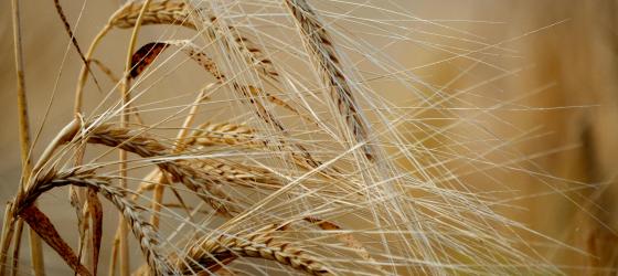 Spighe di grano