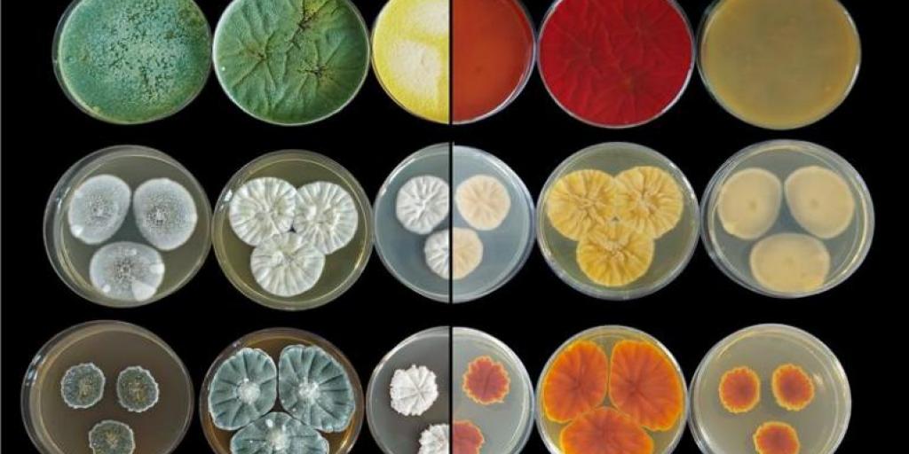 foto di una collezione di organismi da laboratorio