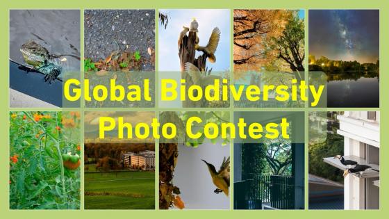 Global Photo Contest
